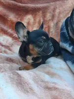 Mag 2, a male French Bulldog for sale in Great Falls, MT – Photo 5 of 7