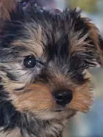Tripp AKC, a male Yorkshire Terrier for sale in Great Falls, MT – 2 of 6