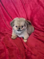 Peyton AKC, a male Pekingese for sale in Great Falls, MT – 3 of 5