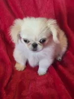 Walter AKC, a male Pekingese for sale in Great Falls, MT – 2 of 5
