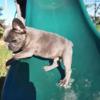 Magnificent 7, a male French Bulldog for sale in Great Falls, MT – Photo 7 of 8