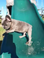 Magnificent 7, a male French Bulldog for sale in Great Falls, MT – Photo 7 of 8