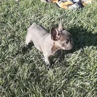 Magnificent 7, a male French Bulldog for sale in Great Falls, MT – Photo 1 of 8