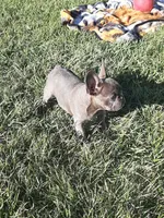 Magnificent 7, a male French Bulldog for sale in Great Falls, MT – Photo 1 of 8