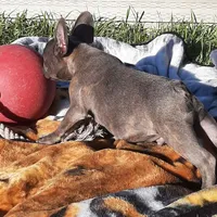 Magnificent 7, a male French Bulldog for sale in Great Falls, MT – Photo 5 of 8