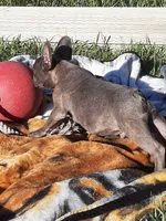 Magnificent 7, a male French Bulldog for sale in Great Falls, MT – Photo 5 of 8