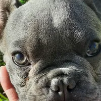 Magnificent 7, a male French Bulldog for sale in Great Falls, MT – Photo 3 of 8