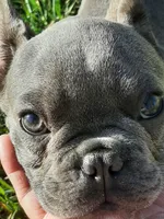 Magnificent 7, a male French Bulldog for sale in Great Falls, MT – Photo 3 of 8