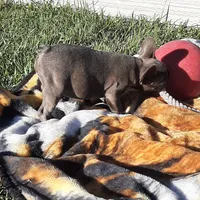 Magnificent 7, a male French Bulldog for sale in Great Falls, MT – Photo 2 of 8