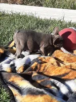 Magnificent 7, a male French Bulldog for sale in Great Falls, MT – Photo 2 of 8