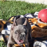 Magnificent 7, a male French Bulldog for sale in Great Falls, MT – Photo 8 of 8