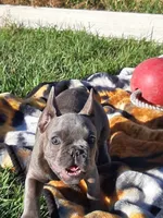 Magnificent 7, a male French Bulldog for sale in Great Falls, MT – Photo 8 of 8