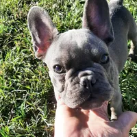 Magnificent 7, a male French Bulldog for sale in Great Falls, MT – Photo 6 of 8