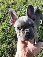 Magnificent 7, a male French Bulldog for sale in Great Falls, MT – Photo 6 of 8