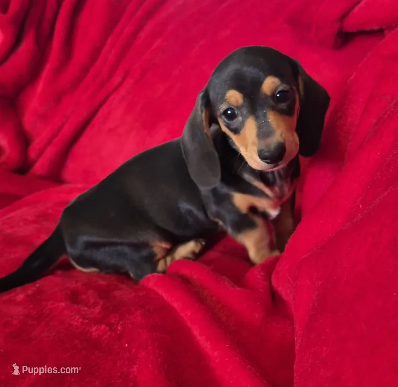 Cheyenne  – Miniature Dachshund puppy for sale in Great Falls, MT