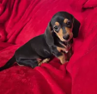 Cheyenne , a female Miniature Dachshund for sale in Great Falls, MT – 1 of 3
