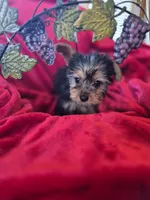 Sky AKC, a female Yorkshire Terrier for sale in Great Falls, MT – 5 of 5