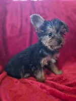 Sky AKC, a female Yorkshire Terrier for sale in Great Falls, MT – 3 of 5