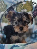 Tripp AKC, a male Yorkshire Terrier for sale in Great Falls, MT – 5 of 6