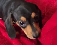 Cheyenne , a female Miniature Dachshund for sale in Great Falls, MT – 2 of 3