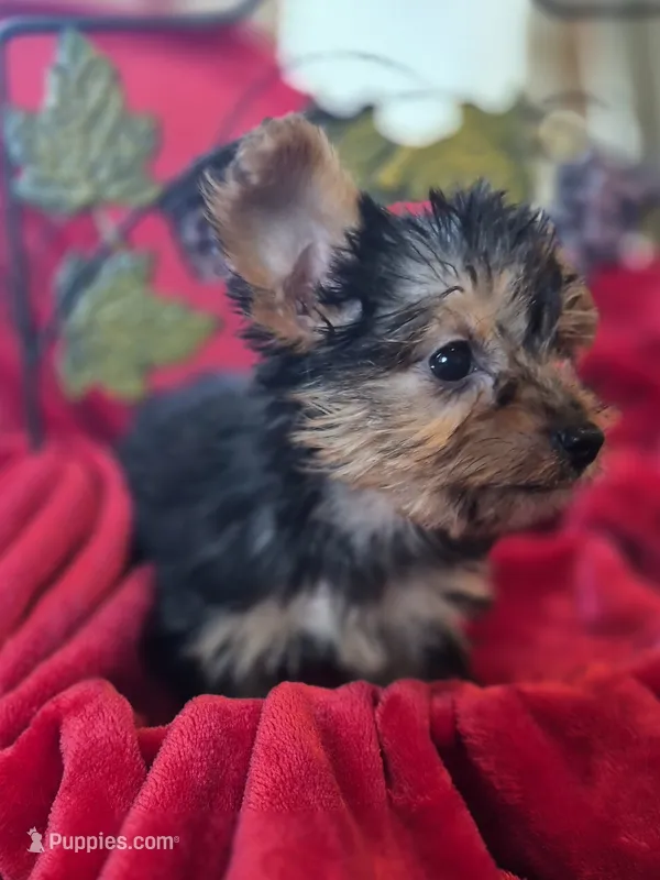 Sky AKC, a female Yorkshire Terrier for sale in Great Falls, MT – 1 of 5