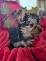 Sky AKC, a female Yorkshire Terrier for sale in Great Falls, MT – 1 of 5