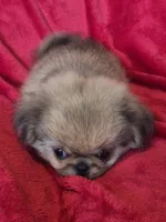 Peyton AKC, a male Pekingese for sale in Great Falls, MT – 1 of 5