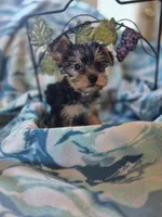 Tripp AKC, a male Yorkshire Terrier for sale in Great Falls, MT – 4 of 6