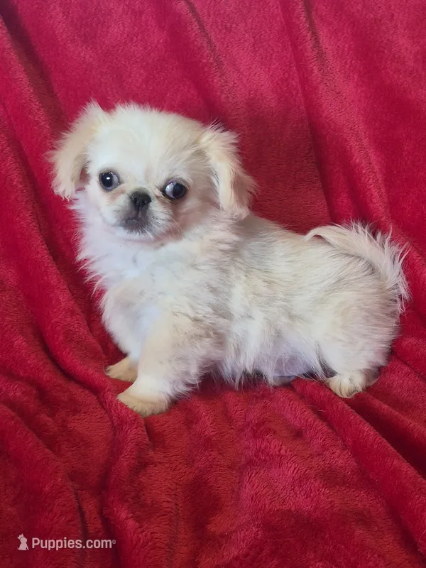 Walter AKC – Pekingese puppy for sale in Great Falls, MT
