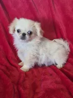 Walter AKC, a male Pekingese for sale in Great Falls, MT – 1 of 5