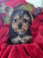 Sky AKC, a female Yorkshire Terrier for sale in Great Falls, MT – 2 of 5