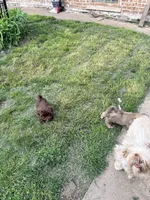 Missy, a female Shih Tzu for sale in Chicago, IL – 10 of 10