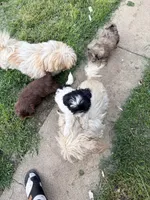 Missy, a female Shih Tzu for sale in Chicago, IL – 7 of 10