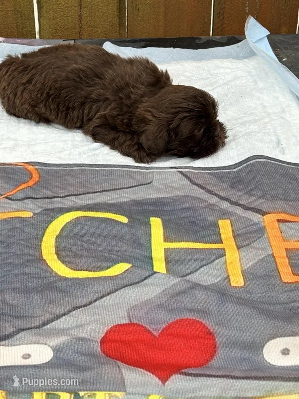 Lucy  – Shih Tzu puppy for sale in Chicago, IL