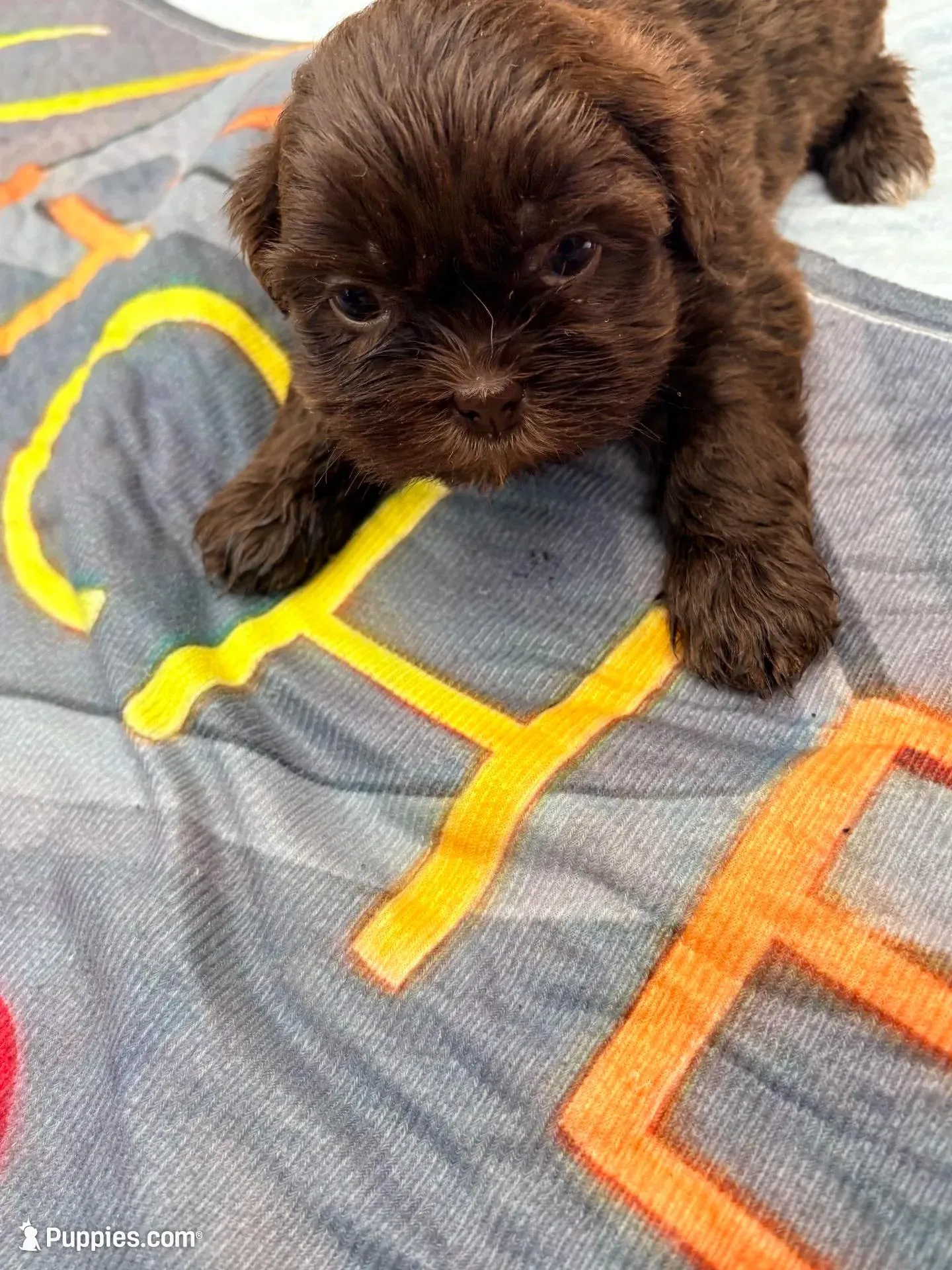 Lucy , a female Shih Tzu for sale in Chicago, IL – Photo 2 of 3