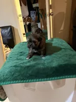 Lucy , a female Shih Tzu for sale in Chicago, IL – 5 of 5