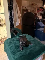 Lucy , a female Shih Tzu for sale in Chicago, IL – 4 of 5
