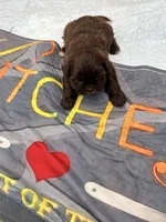 Lucy , a female Shih Tzu for sale in Chicago, IL – Photo 3 of 3