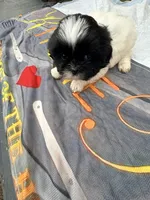 Mikey, a male Shih Tzu for sale in Chicago, IL – Photo 2 of 4