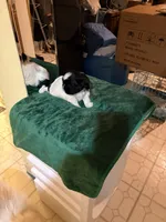 Mikey, a male Shih Tzu for sale in Chicago, IL – Photo 3 of 4