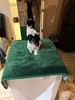 Mikey, a male Shih Tzu for sale in Chicago, IL – Photo 4 of 4