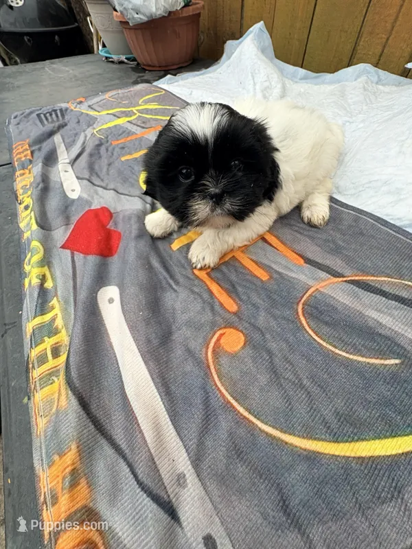 Mikey – Shih Tzu puppy for sale in Chicago, IL