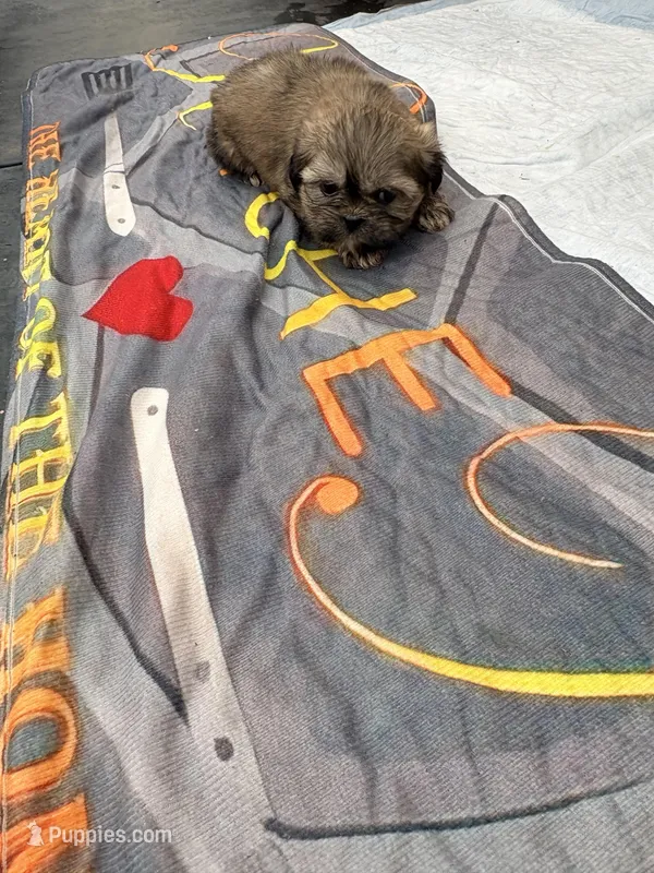 Missy – Shih Tzu puppy for sale in Chicago, IL