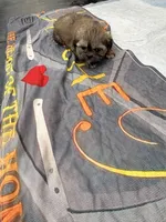 Missy, a female Shih Tzu for sale in Chicago, IL – Photo 3 of 3