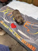 Missy, a female Shih Tzu for sale in Chicago, IL – Photo 2 of 3