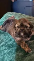 Missy, a female Shih Tzu for sale in Chicago, IL – 4 of 10