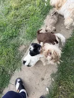 Missy, a female Shih Tzu for sale in Chicago, IL – 8 of 10