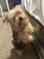 Princess , a female Yorkshire Terrier for sale in Rosedale, NY – 4 of 8