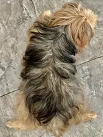 Princess , a female Yorkshire Terrier for sale in Rosedale, NY – 6 of 8