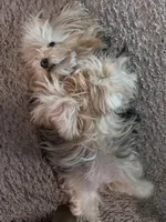 Princess , a female Yorkshire Terrier for sale in Rosedale, NY – 3 of 8